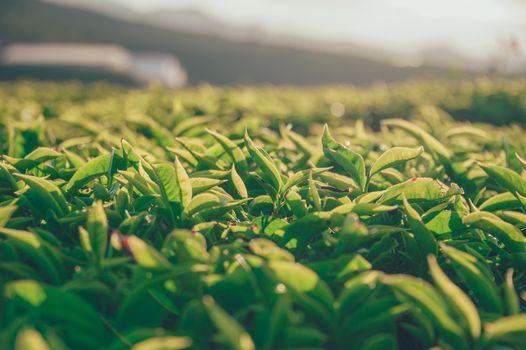 Shallow Focus Photography of Green Leaves