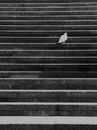 White Bird on Black and White Striped Wall