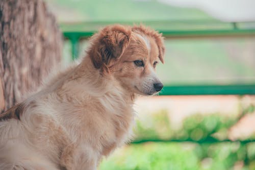 Close-Up Photography of Dog