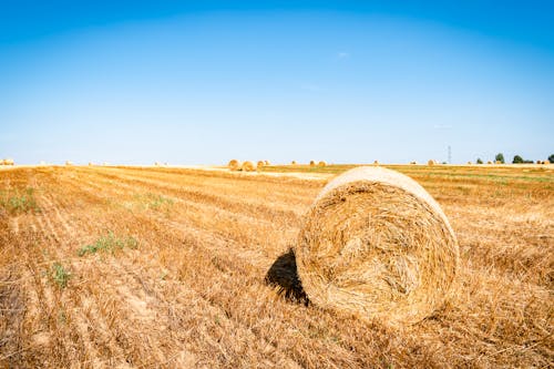 Dry Hay Bale on the Farm Field