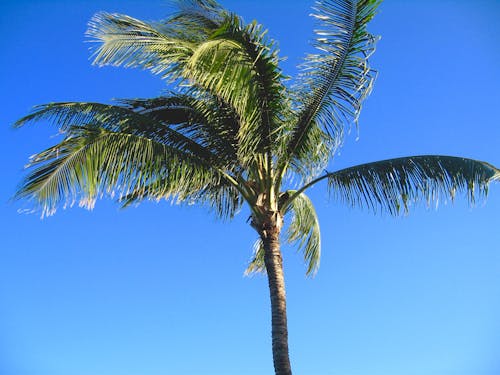 Free stock photo of palm tree blue sky