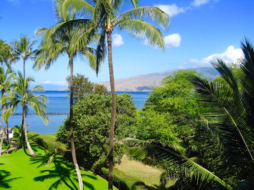 Foto stok gratis pohon palem pantai maui hawaii
