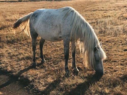 Free A White Horse Grazing on a Grassy Field Stock Photo