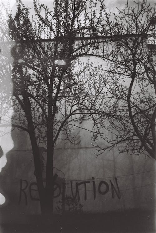 açık hava, çıplak ağaçlar, devrim içeren Ücretsiz stok fotoğraf