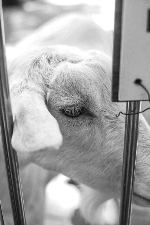 Free Grayscale close-up of a cute goat showcasing its eye and fur texture. Stock Photo