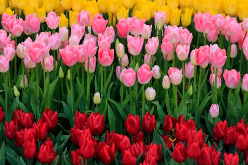 Foto stok gratis berbunga, bidang, bunga tulip