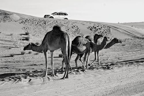 Free Grey Scale Photography of Three Camels on Desert Stock Photo