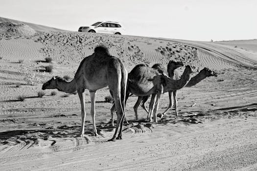 pexels photo 911956 Exploring the Vibrant Lifestyle of Dubai: A Comprehensive Guide