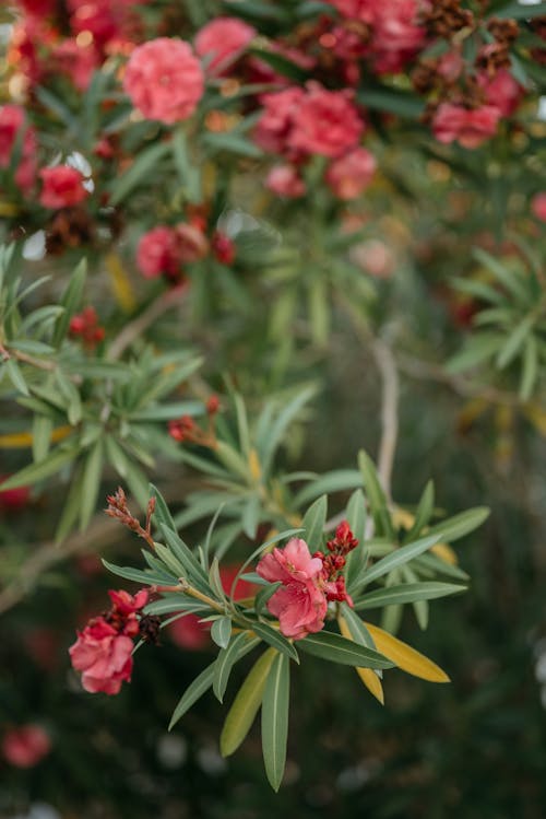 Close-Up Shot of Red Flowers in Bloom