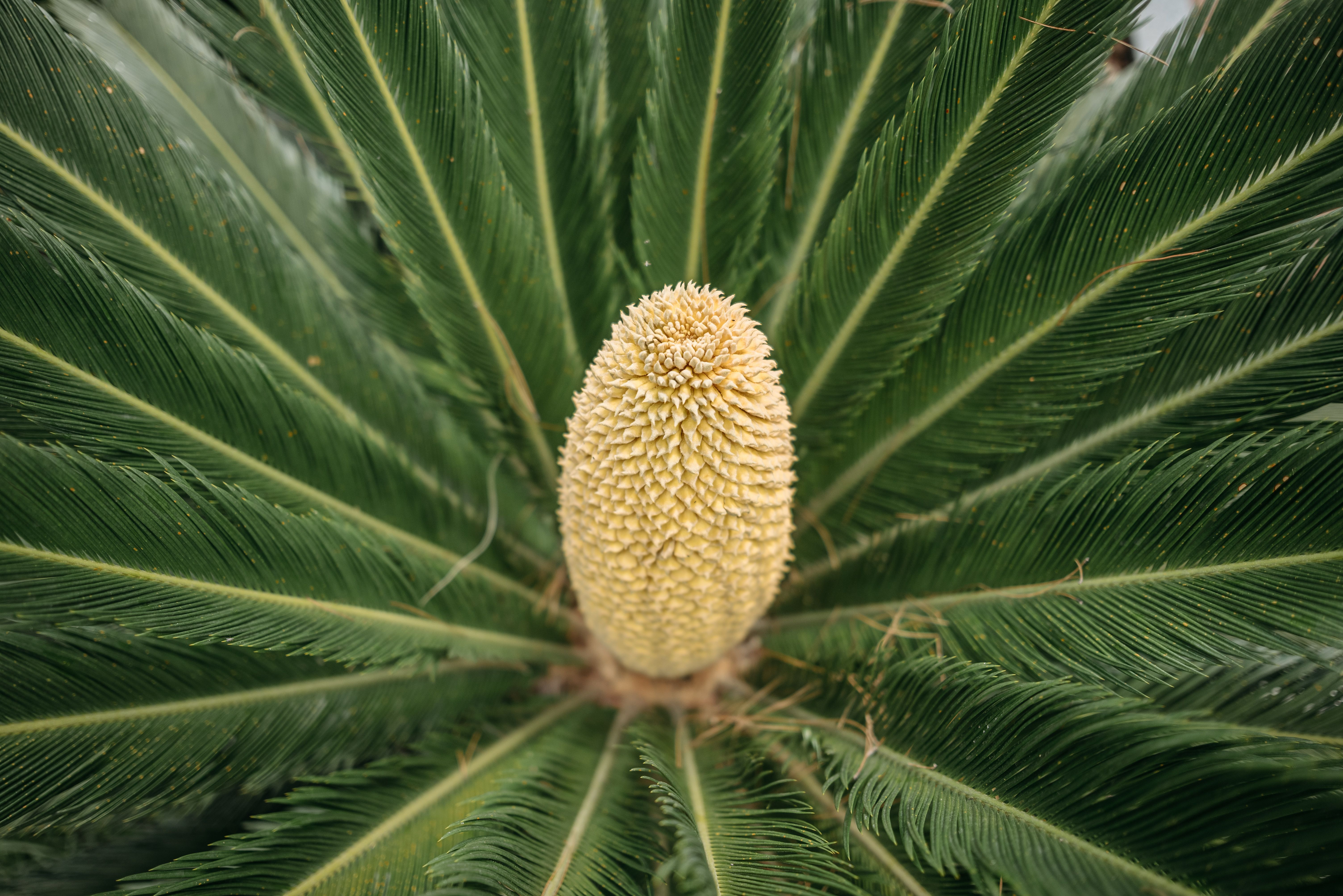 Quanto vale davvero la tua Cycas? La guida definitiva al prezzo delle piante