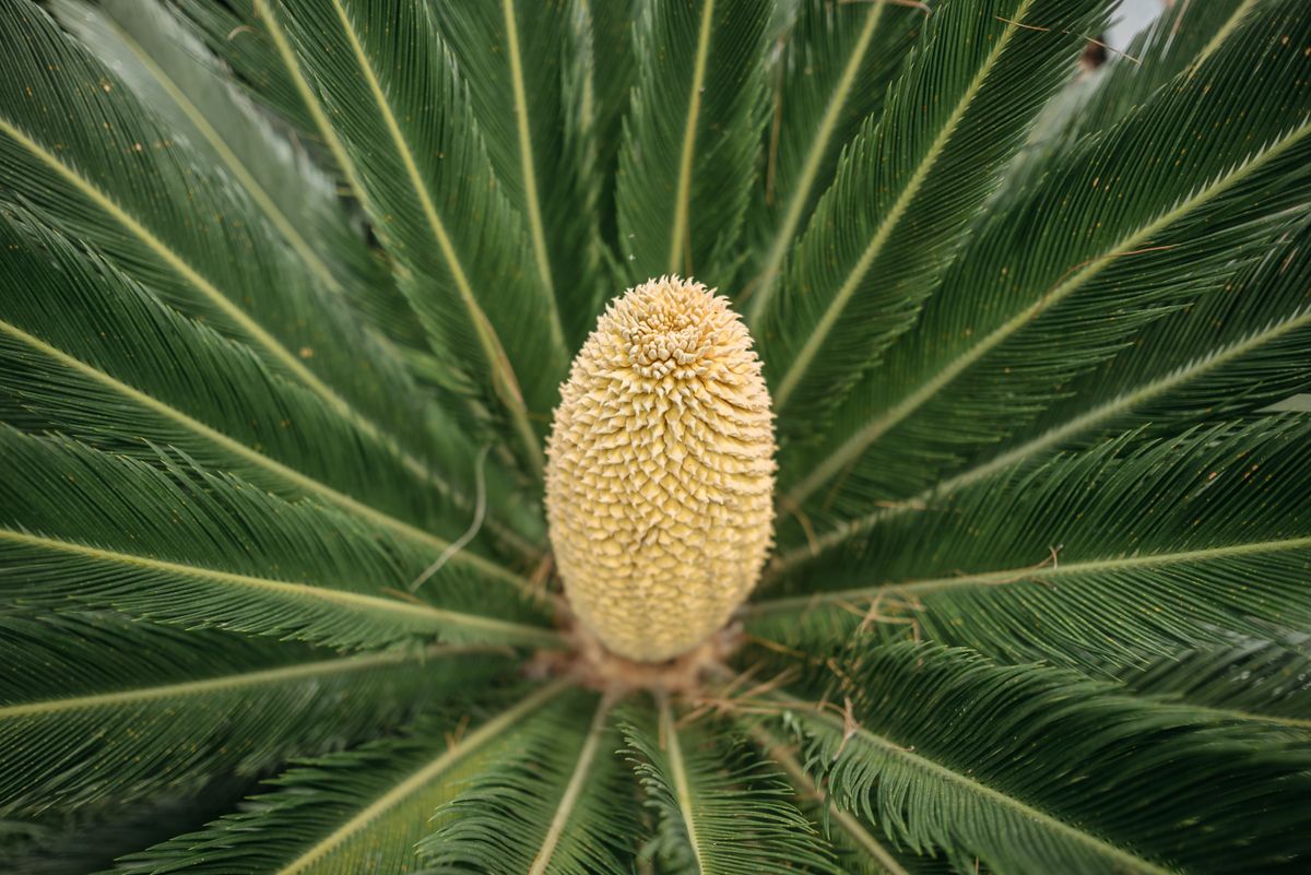 Quanto vale davvero la tua Cycas? La guida definitiva al prezzo delle piante