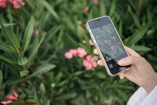 Person Taking Picture of Plants With Pink Flowers Using Phone 