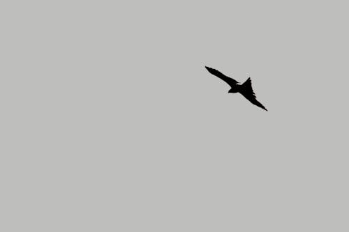 Free stock photo of adobe photoshop, kite, minimal