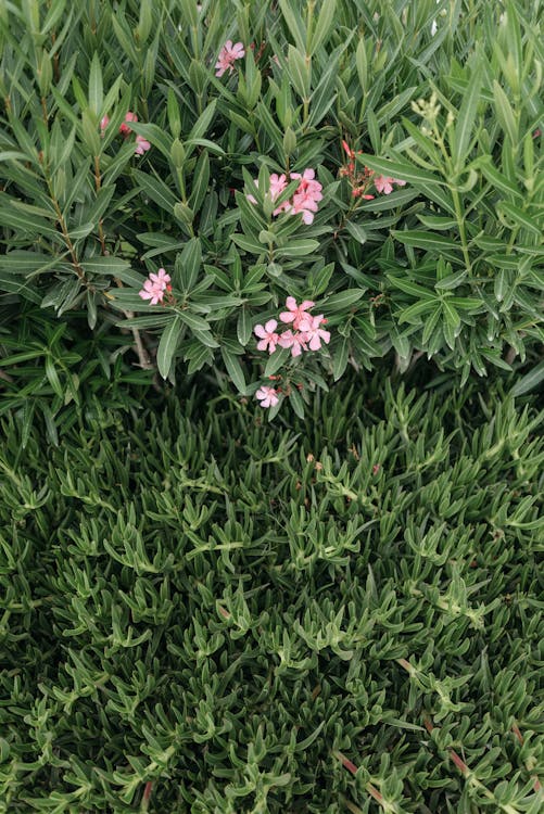 Pink and White Flowers on Green Grass