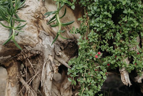 Free Green Plant on Brown Tree Trunk Stock Photo