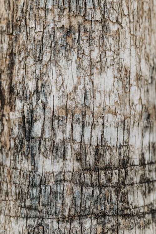 White and Brown Tree Bark