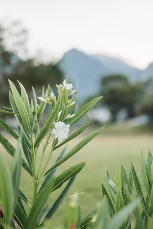 Imagine de stoc gratuită din boboci de flori, botanic, câmp