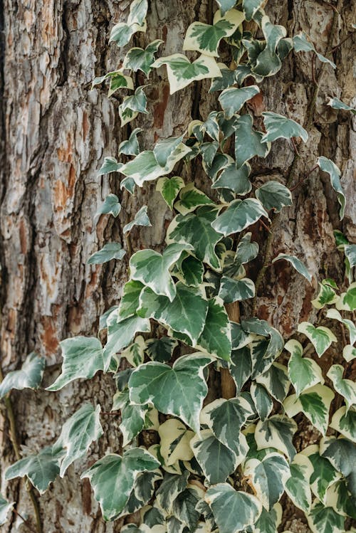 Бесплатное стоковое фото с ботанический, вертикальный выстрел, вьющееся растение