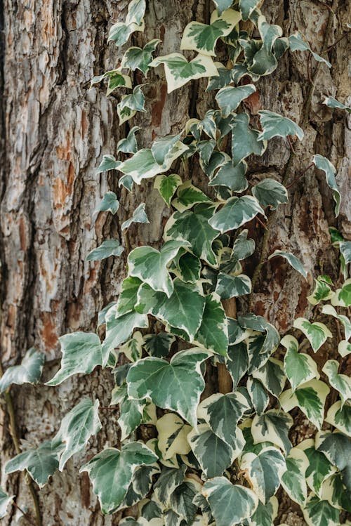 Green Leaves on Brown Tree Trunk