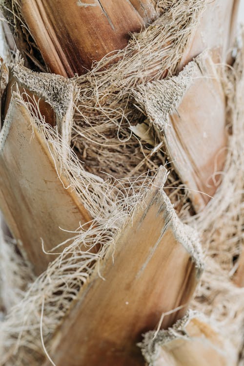 Kostenloses Stock Foto zu baumstamm, borke, holz