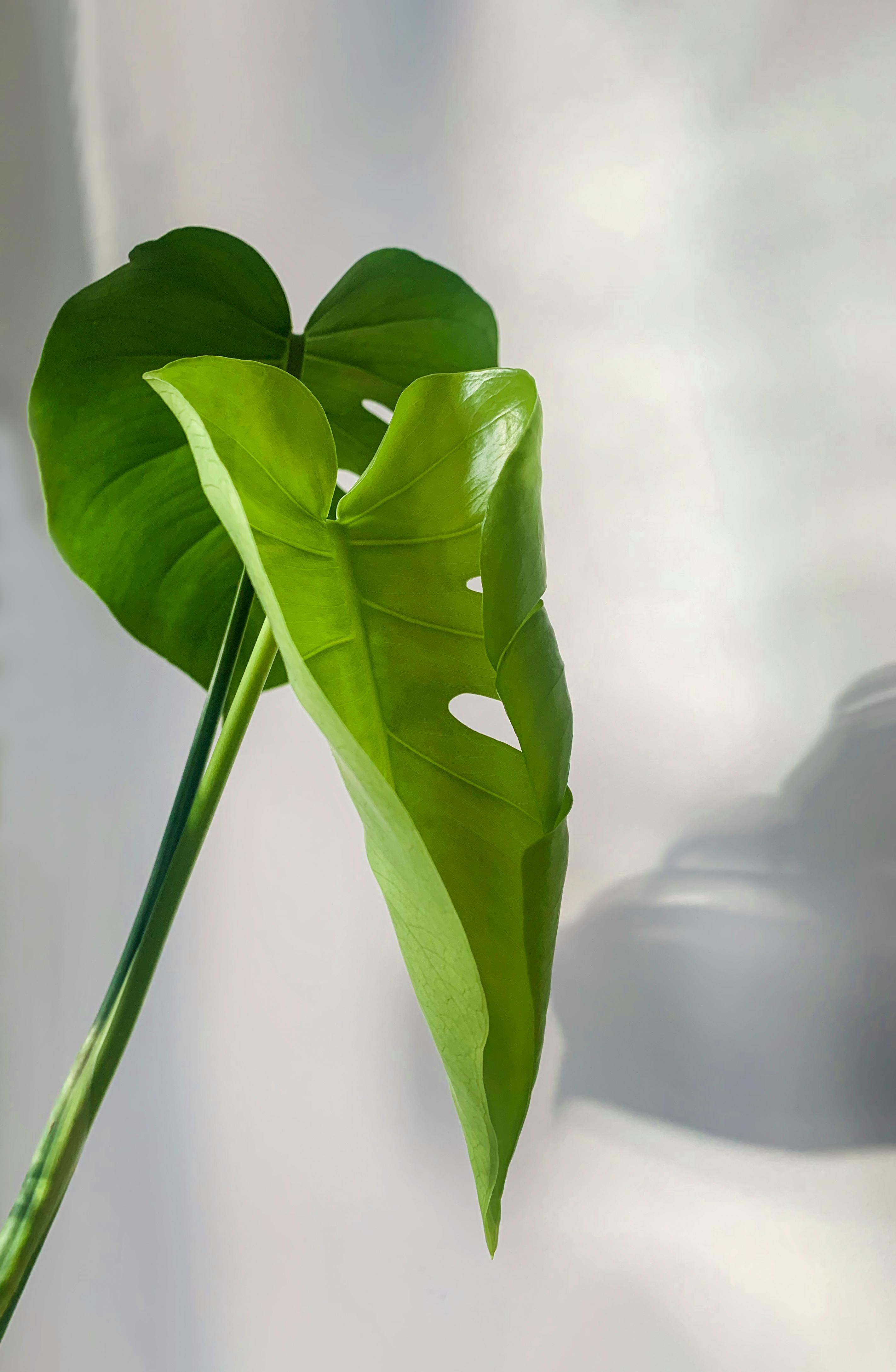 Close-up Photo of Green-leafed Plant in Plastic Bottle · Free Stock Photo