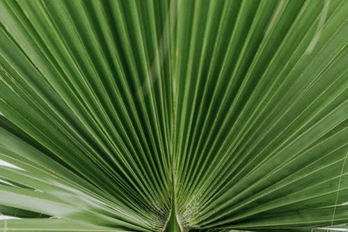 Základová fotografie zdarma na téma detail, list, rostlina