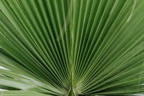 Close-up of a Green Plant