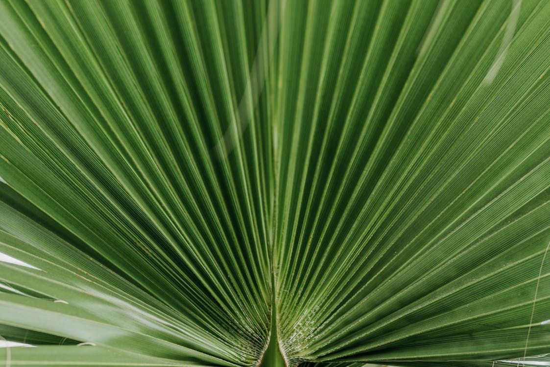 Close-up of a Green Plant
