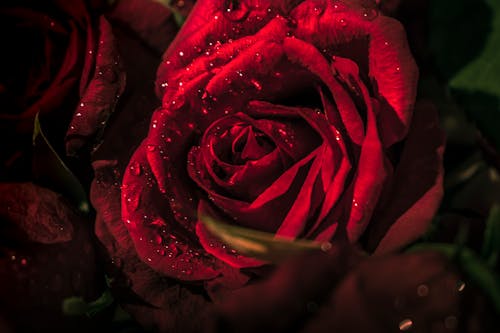Ingyenes stockfotó rózsa, Vörös rózsa témában