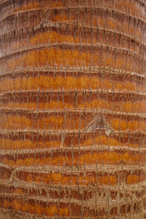 Close-Up Shot of a Palm Tree Trunk