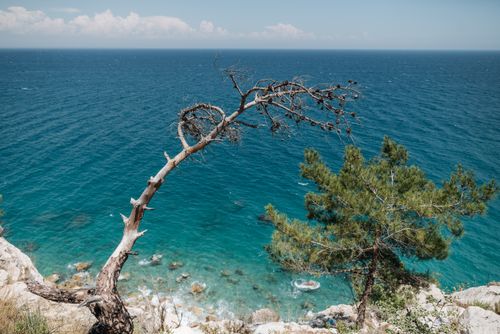 Free Captivating seaside cliffs with a leaning tree overlooking the clear blue ocean on a sunny day. Stock Photo