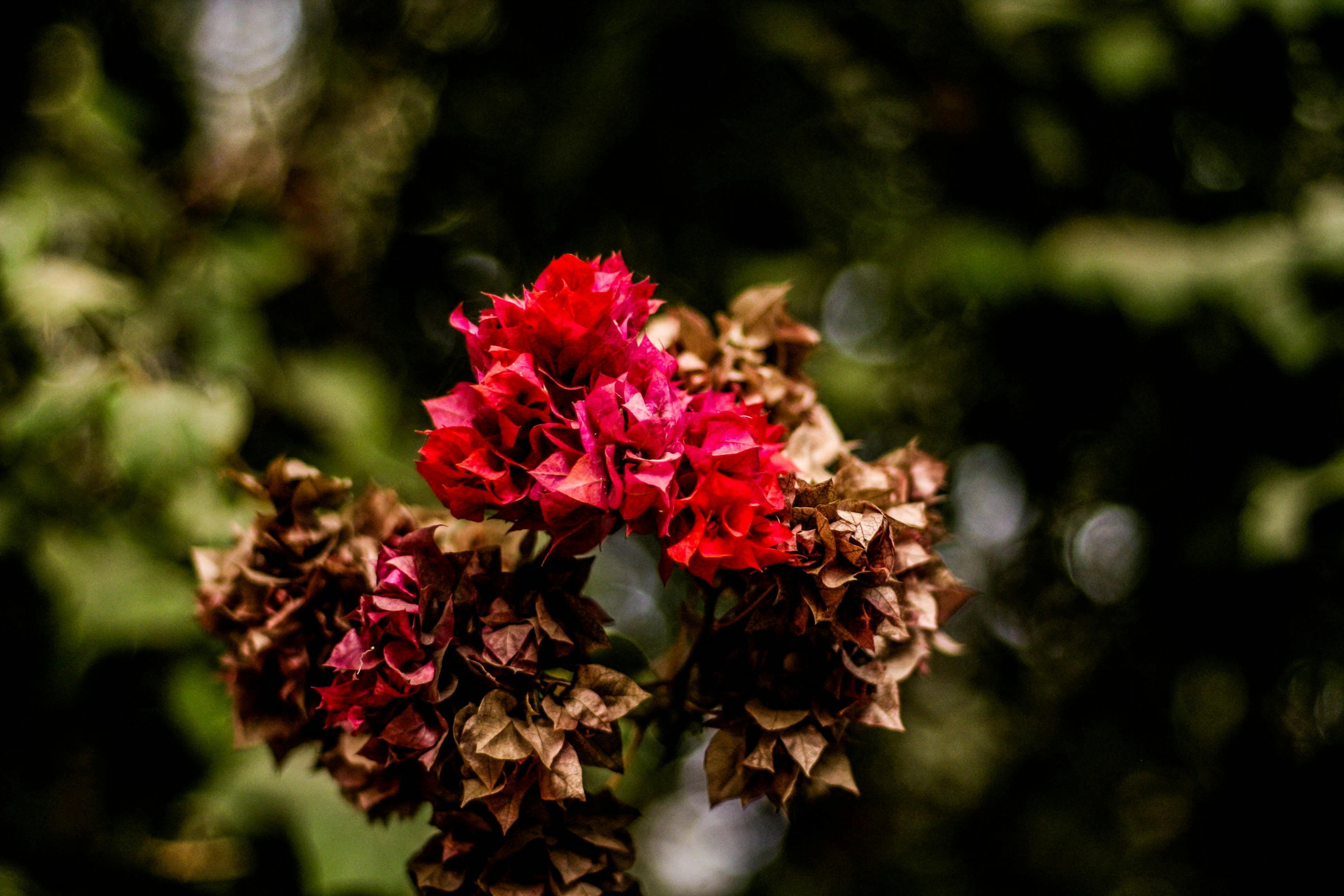 Red and Brown Flowers · Free Stock Photo