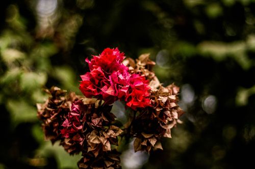 Free A striking close-up of vibrant red bougainvillea flowers with dried petals in the background. Stock Photo