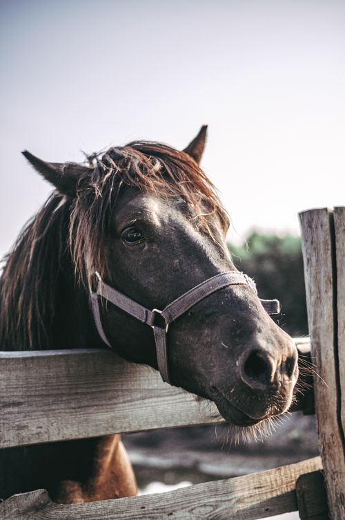 Free Charming close-up of a horse peeking over a rustic wooden fence in the countryside. Stock Photo