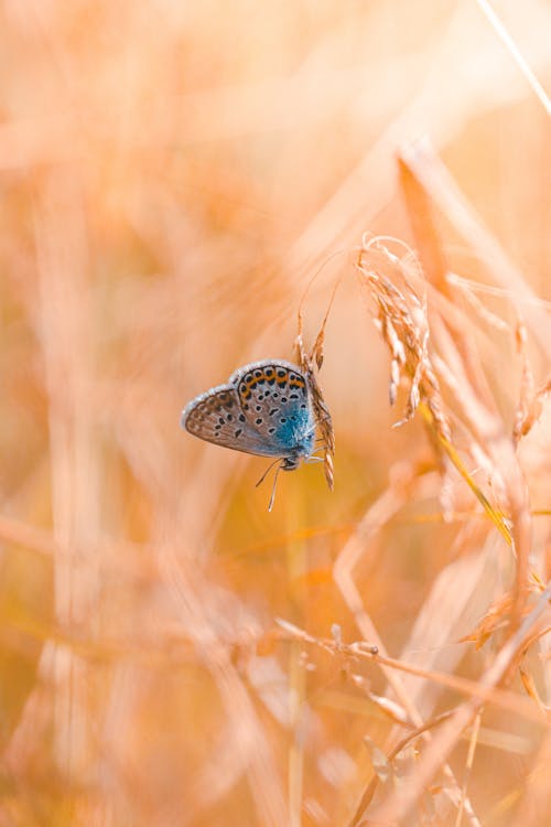 Blue and White Butterfly on Brown Wheat