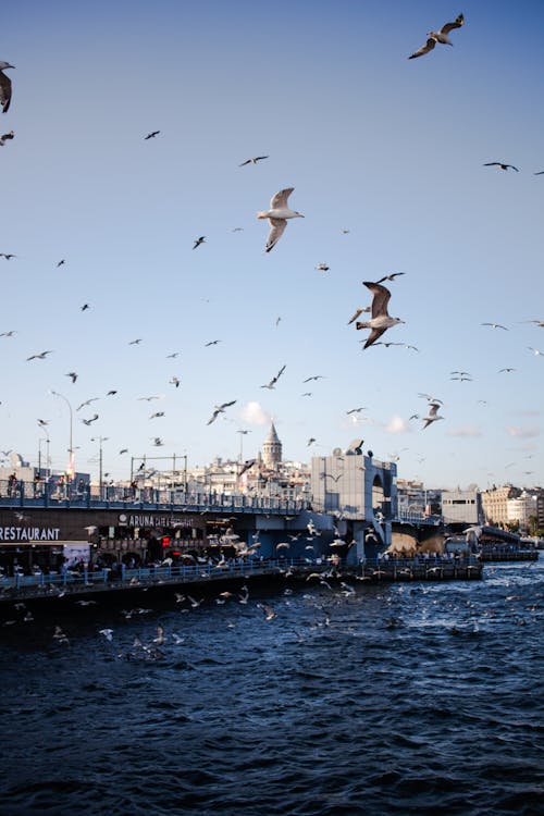 A Flock of Birds Flying over the Sea