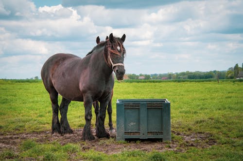 Безкоштовне стокове фото на тему «коричневий кінь, сільська місцевість, сільськогосподарські угіддя»