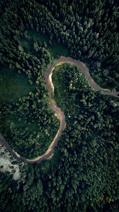 Fotos de stock gratuitas de arboles, carretera, carretera con curvas