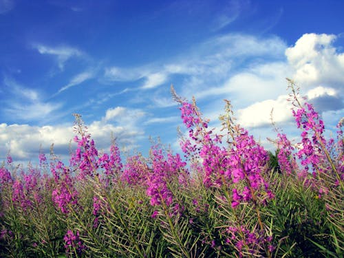 Purple Flowers Under Blue Sky