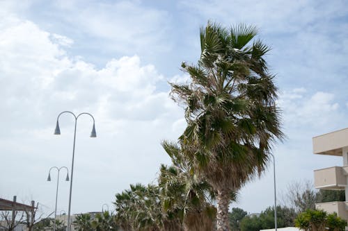 Free stock photo of italy, palm tree, sky