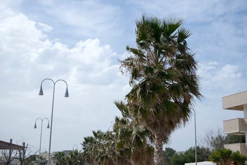 Free stock photo of italy, palm tree, sky
