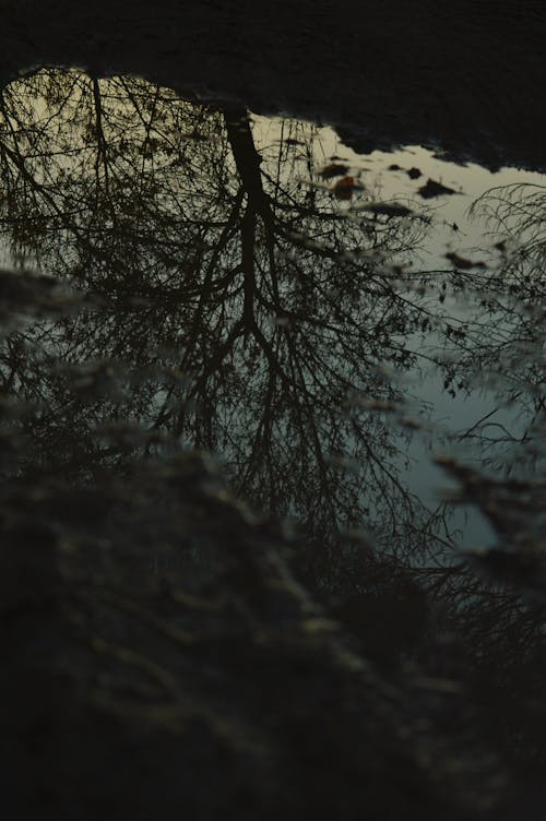 A Tree Reflection on a River