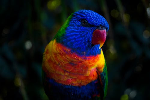 Gratis lagerfoto af dyr, farverig, fugl