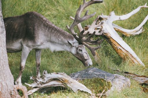 Free A serene reindeer with antlers grazing beside a log in a lush green meadow, showcasing wildlife in its natural habitat. Stock Photo
