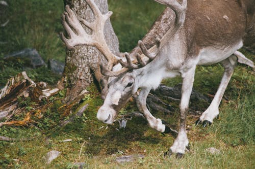 Reindeer Walking Near the Tree Trunk