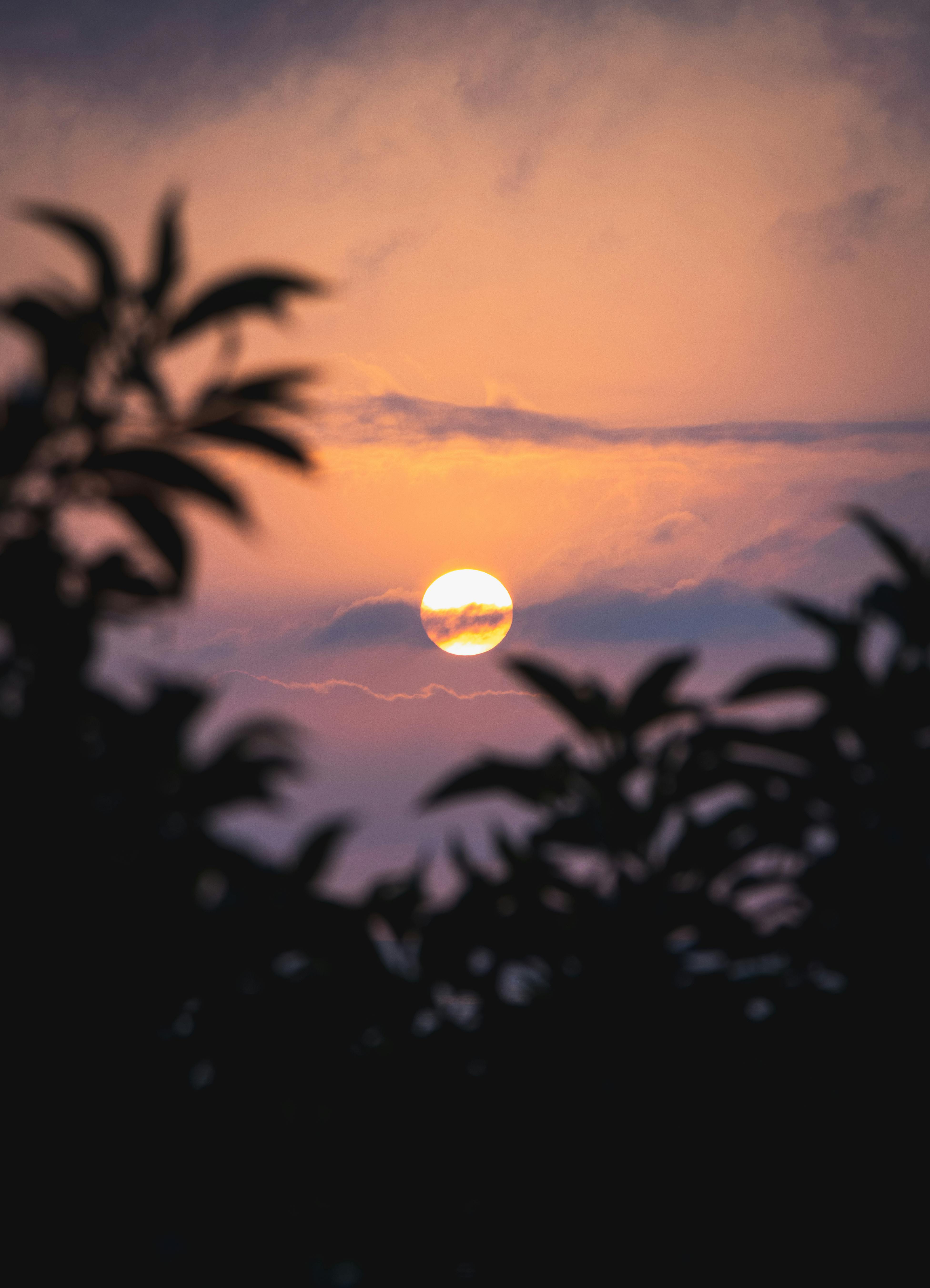 A tranquil sunset scene with foliage silhouettes against a warm, glowing sky.