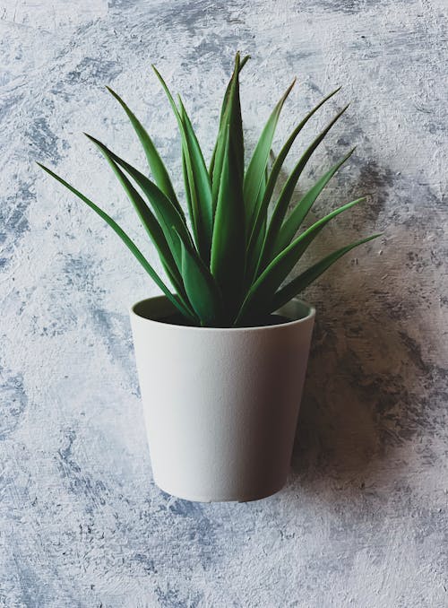 Free A Plant in a Pot  Stock Photo