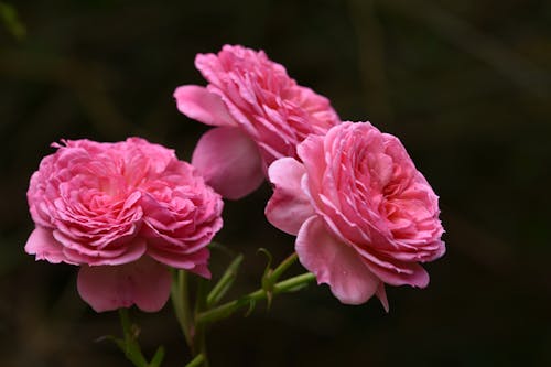 Pink Rose in Bloom