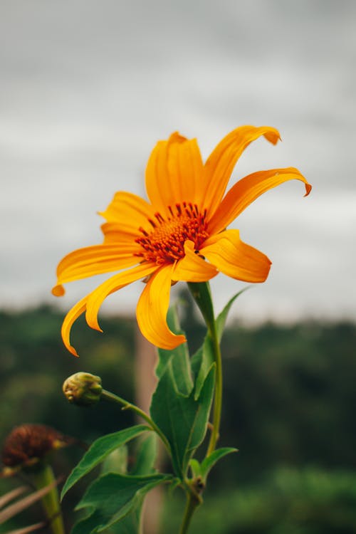 Close-up of Flower Growing in Garden