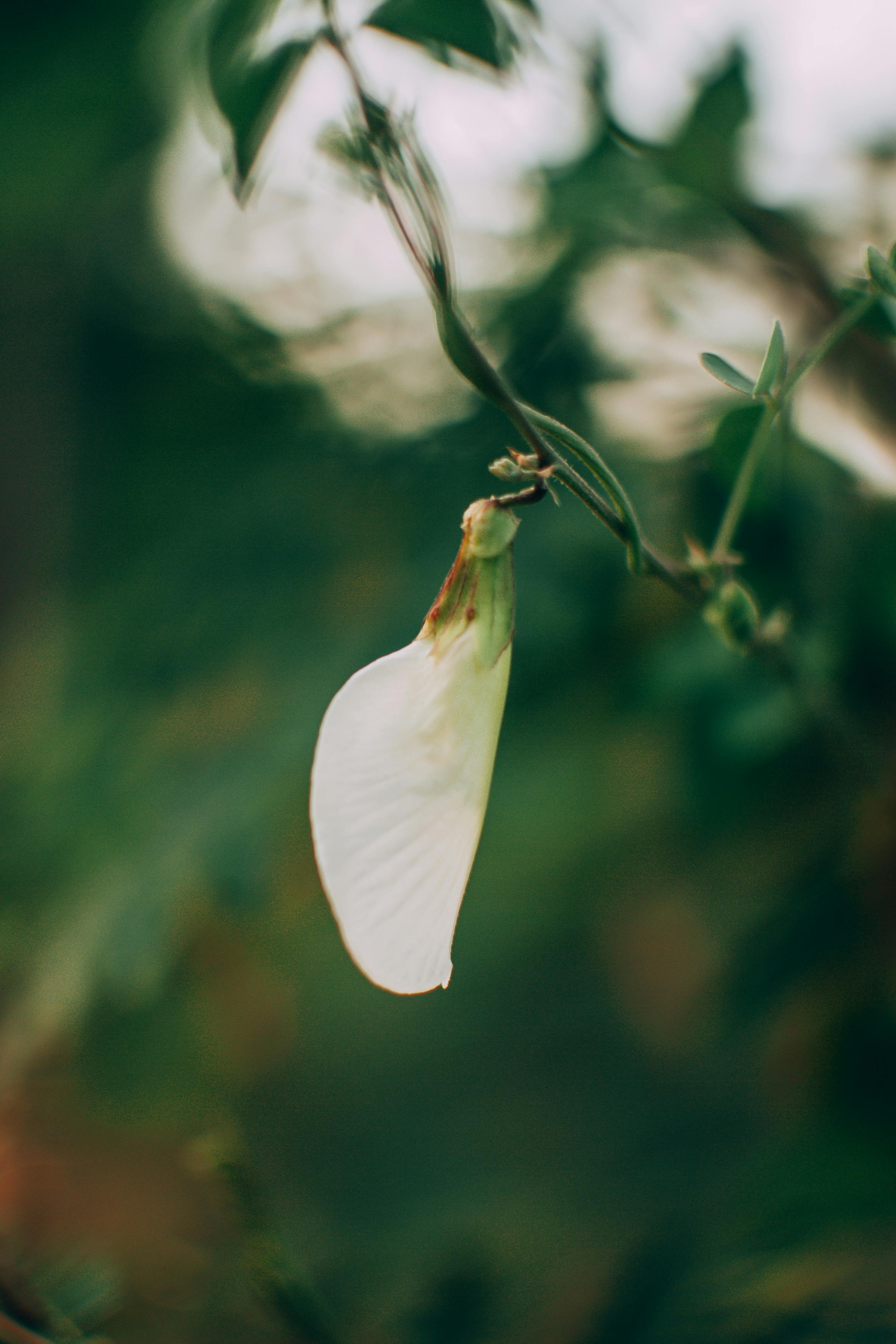 White Katuray Flower - Urban Goes Green Plant Guide